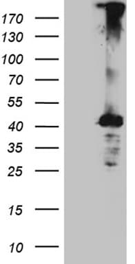 C4orf49 / OSAP Antibody (clone OTI3D9, Carrier-free)