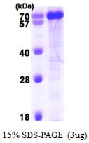 Human PPIL4 Protein (Recombinant His)