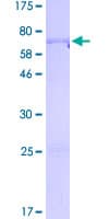 Human FOXL2 Protein (Recombinant GST)