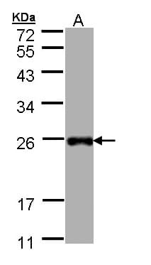 IHC-plus™ LITAF Antibody