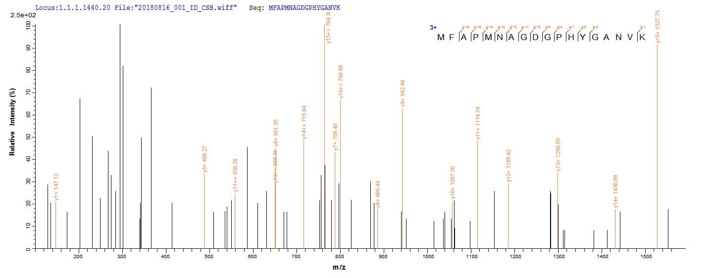 Treponema pallidum tpd Protein (Recombinant 10His, N-terminus + Myc, C-terminus)
