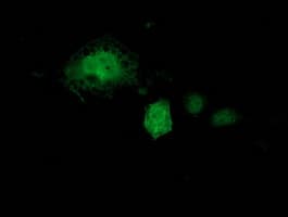KCTD14 Antibody (clone OTI2B9)