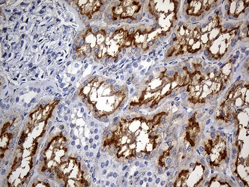 Monoclonal Mouse anti-Human FAM151B Antibody (clone OTI2B3, Carrier-free, IHC, WB)