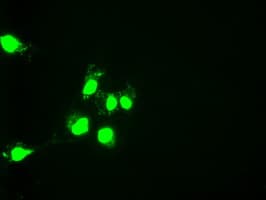 Monoclonal Mouse anti-Human ONECUT1 / HNF6 Antibody (clone OTI4F12, IHC, IF, WB)