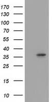 ANXA3 / Annexin A3 Antibody (clone OTI1A5, Carrier-free)