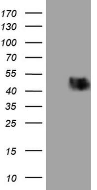 PDCD1 / CD279 / PD-1 Antibody (clone OTI17G9)