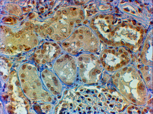 MYB / c-Myb Antibody (aa281-294)