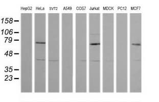 MDM4 / MDMX Antibody (clone OTI4B5)