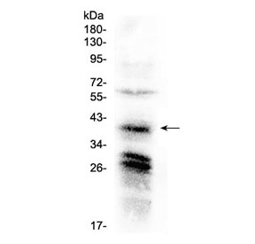 Polyclonal Rabbit anti-Human CXCR4 Antibody (WB)