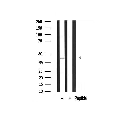 Polyclonal Rabbit anti-Human MAPK1 / ERK2 Antibody (IF, WB)