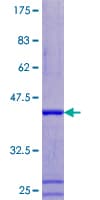 Human ATP6V1F Protein (Recombinant GST)