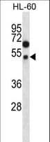 FOXA2 Antibody (aa134-163)