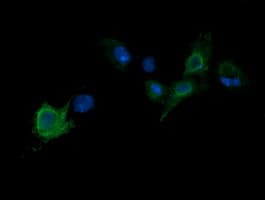 PARVA Antibody (clone OTI2G10)