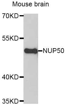 NUP50 Antibody