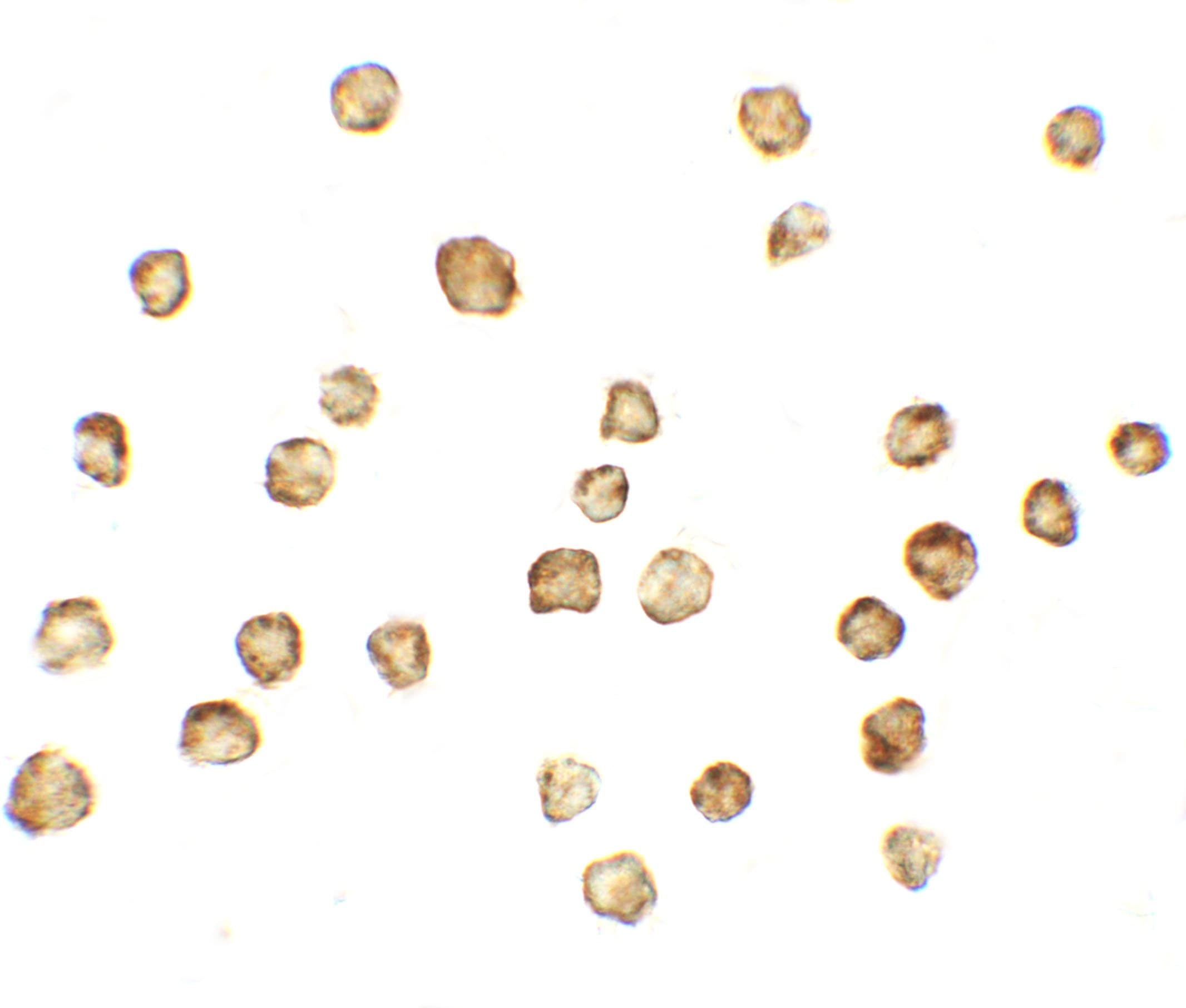 IHC-plus™ Polyclonal Rabbit anti-Human MFN1 Antibody (IHC, WB)