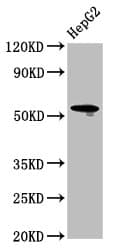 Polyclonal Rabbit anti-Human LAG3 Antibody (aa29-450, WB)