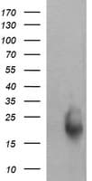 RAB30 Antibody (clone OTI3E7)