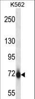 PAK7/PAK5 Antibody (aa128-157)