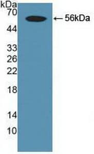 SMAD9 Antibody (aa226-459)