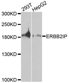 ERBB2IP / Erbin Antibody