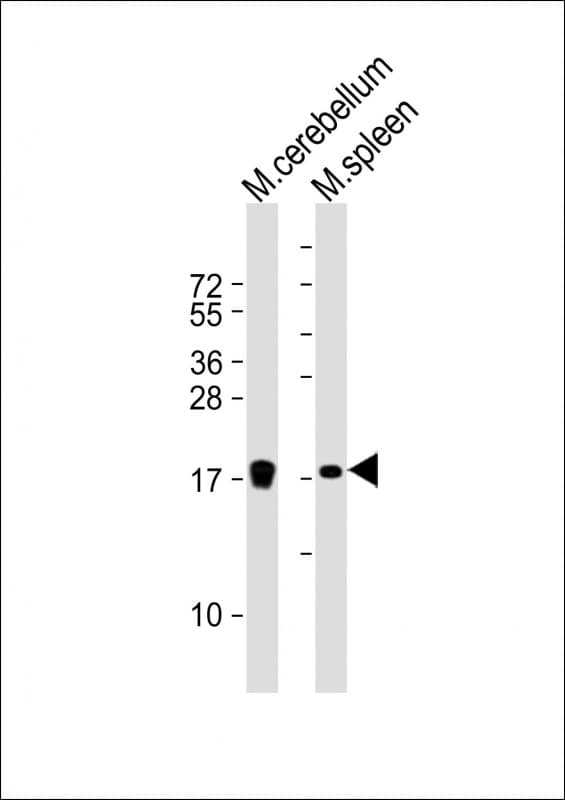 Polyclonal Rabbit anti-Mouse HIST1H3J Antibody (aa103-136, WB)
