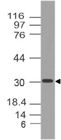 Monoclonal Rat anti-Mouse Siglech Antibody (WB)