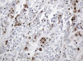 PCNA Antibody (clone OTI1H10)