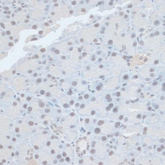 ZNF581 Antibody