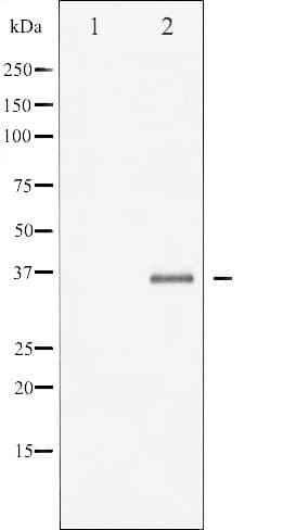 CASP3 / Caspase 3 Antibody