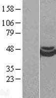 CRISPLD1 Protein (Over-Expression Lysate Myc-DDK (Flag))