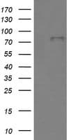BMP1 Antibody (aa225-617, clone OTI3E9, Carrier-free)