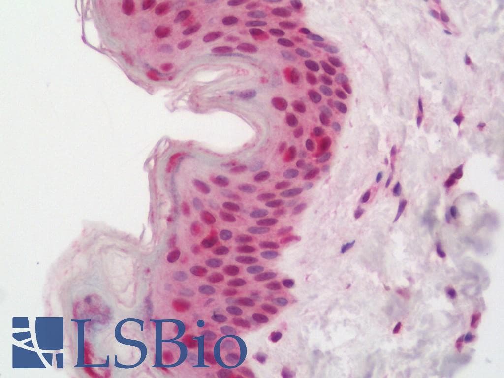 IHC-plus™ C1D Antibody (aa1-135)