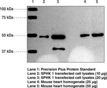 IHC-plus™ SPHK / SPHK1 Antibody