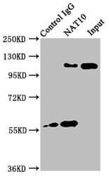 NAT10 Antibody