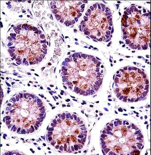 HEXIM1 Antibody (aa18-46)