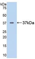 Rat ARG1 / Arginase 1 Protein (Recombinant His, N-Terminal)