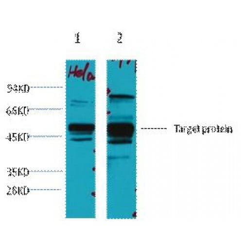 IHC-plus™ Monoclonal Mouse anti-Human XRCC4 Antibody (clone 5C10, IHC, WB)