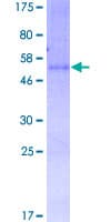 Human GPR3 Protein (Recombinant GST)