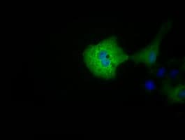 KSP32 / MIOX Antibody (clone OTI5H4)