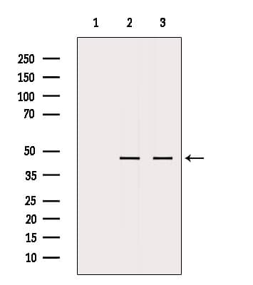 Polyclonal Rabbit anti-Human MTCH1 Antibody (WB)