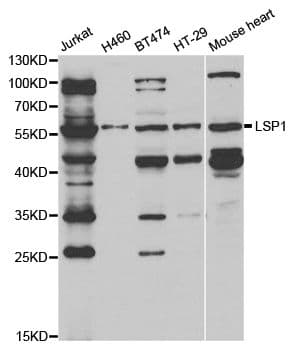 LSP1 Antibody