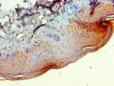BCAT2 Antibody (aa28-392)