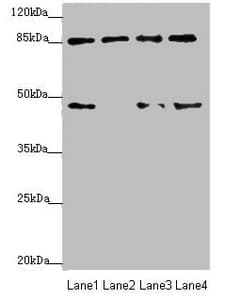 TAF5 Antibody