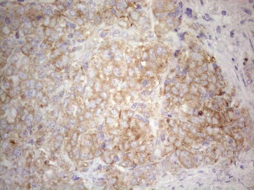 PLCXD1 Antibody (clone OTI2D7)