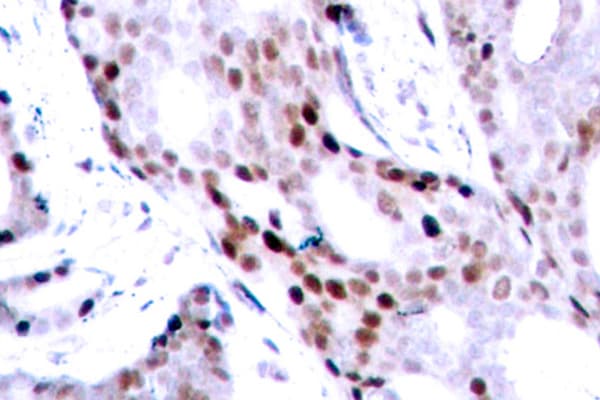 JUN / c-Jun Antibody (Gly67)