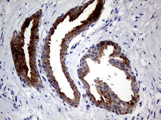 Monoclonal Mouse anti-Human AGR2 Antibody (clone OTI1H8, Carrier-free, aa21-175, IHC, WB)