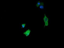 FATE1 Antibody (clone OTI7B5, Carrier-free)