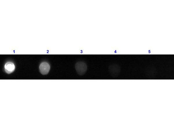 Rabbit Anti-Bovine IgG Secondary Antibody (FITC)