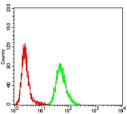 Monoclonal Mouse anti-Human ALK2 / ACVR1 Antibody (clone 2E2C11, IHC, WB)