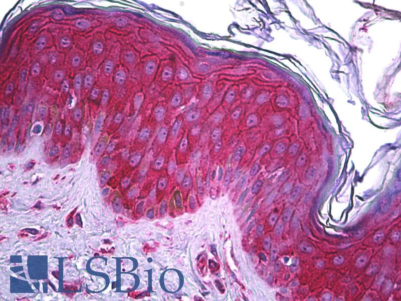 IHC-plus™ c-Kit / CD117 Antibody (clone 5F6)